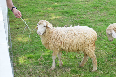 Sheep standing on field