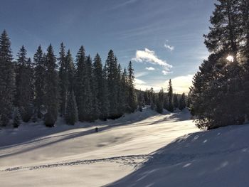 Trees on snow covered landscape against sky