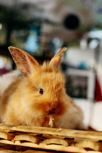 Close-up of a rabbit