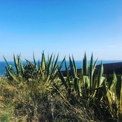 Close-up of plants growing on field against clear blue sky
