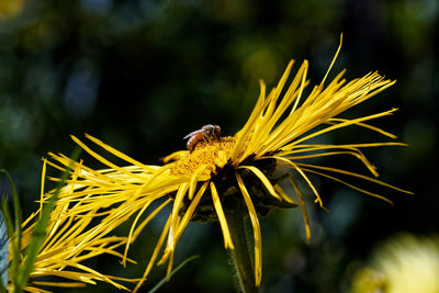 Close-up of insect on plant