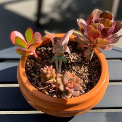 Close-up of potted plant