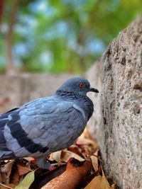 Close-up of pigeon perching on tree trunk