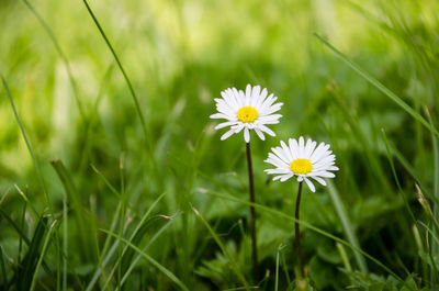 Close-up of white flowering plants on field