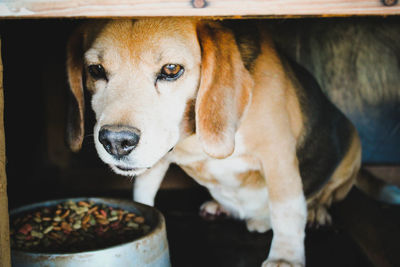 Close-up of beagle by food bowl