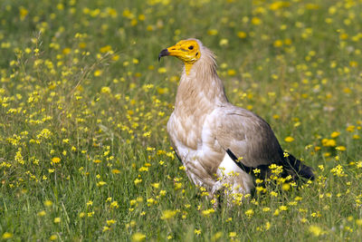 View of a bird on field