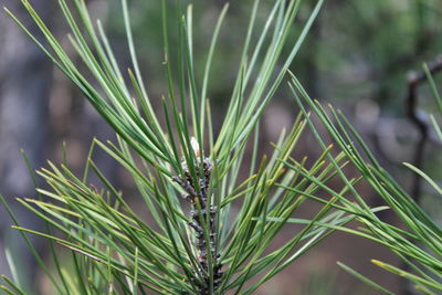 Close-up of pine tree