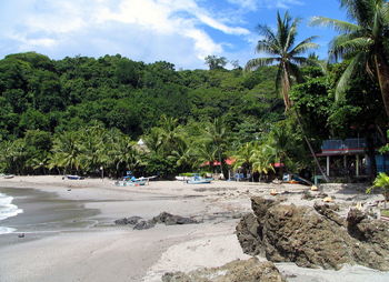 Trees on beach against sky