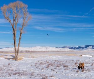 Elk refuge 