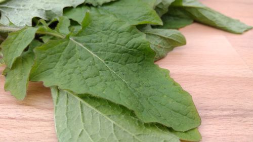 Close-up of green leaf on table