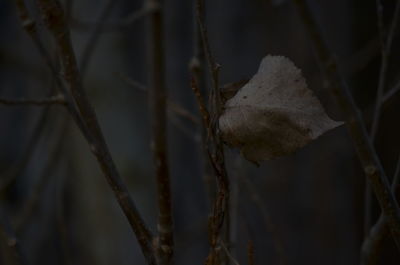 Close-up of snow on plant