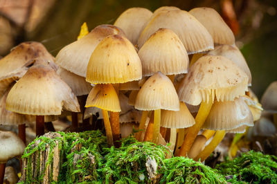 Mushrooms on tree stump with moss