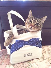 Portrait of cat lying on tiled floor