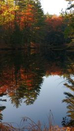 Reflection of trees in lake