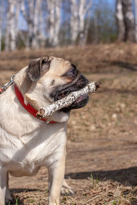 Close-up of a dog looking away