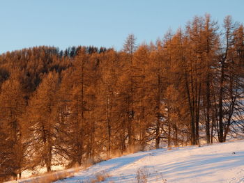 Pine trees in forest against sky during winter