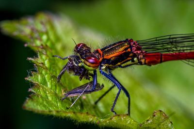 Close-up of insect on leaf