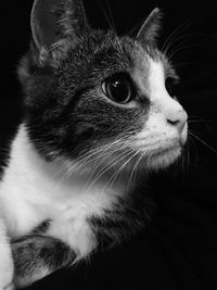 Close-up portrait of cat