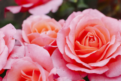 Close-up of pink roses