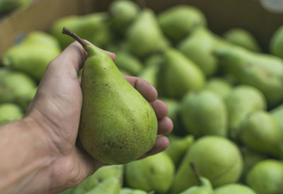 Close-up of hand holding fruit