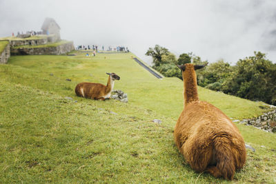 Llamas are sitting near machu picchu in peru
