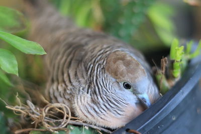 Close-up of a bird