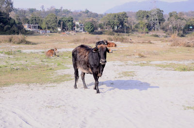 Black bison on sand himachal pradesh india 