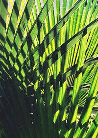 Full frame shot of palm leaves