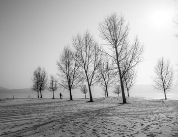 Trees on beach against clear sky