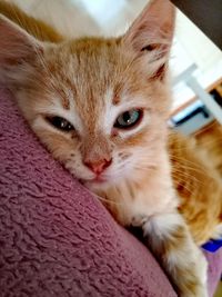 Close-up portrait of a cat