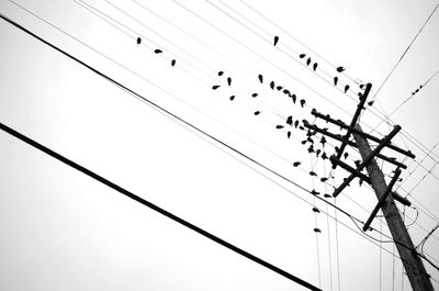 Low angle view of birds perching on power lines against clear sky