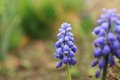 Close-up of blue grape hyacinth