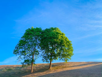 Tree by road against sky