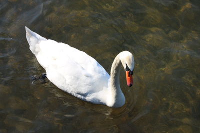 bird