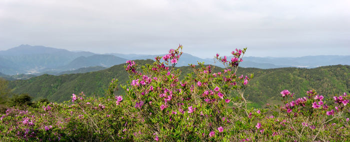 Pink flowering plants on land against sky