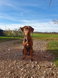 Portrait of dog on field