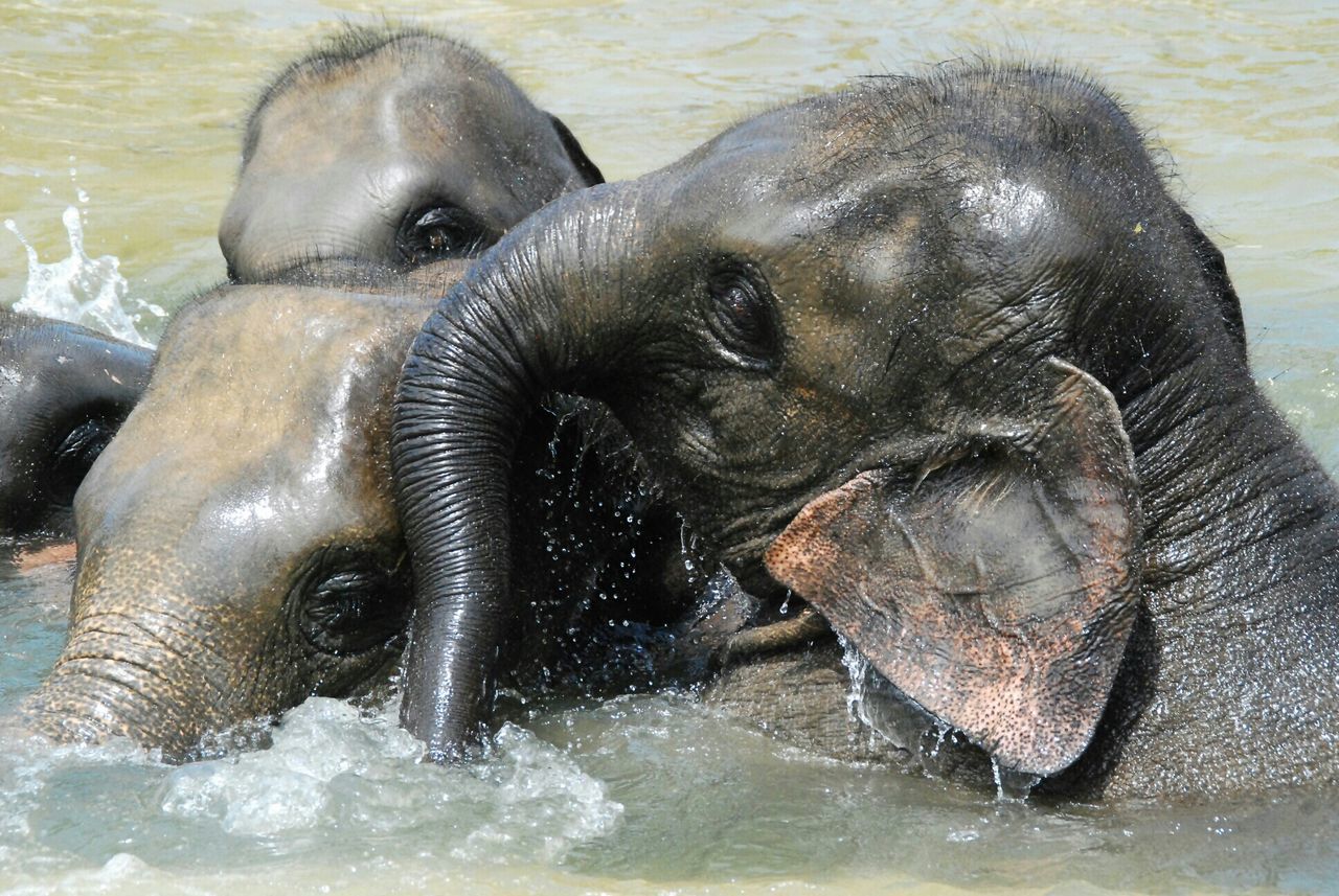 animal themes, water, animals in the wild, one animal, wildlife, mammal, close-up, swimming, two animals, waterfront, animal body part, animal head, wet, black color, zoology, day, splashing, nature, outdoors, domestic animals