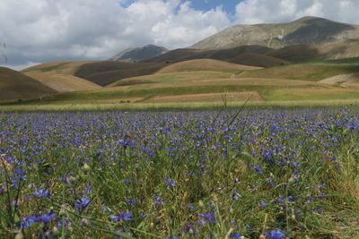 Scenic view of flowering plants on field against sky