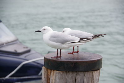 Seagull perching on wooden post