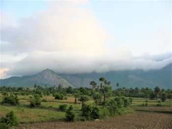 Scenic view of agricultural field against sky