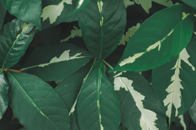 Full frame shot of green leaves