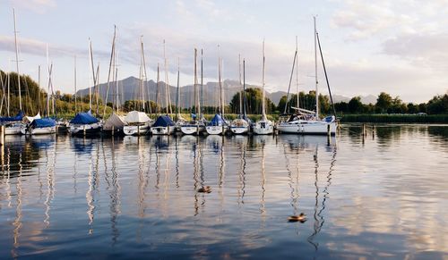 Sailboats moored in harbor