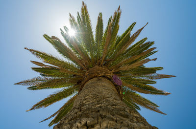 Low angle view of palm tree against clear sky