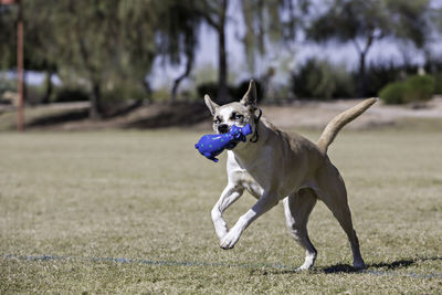 Dog carrying toy in mouth on field