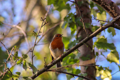 Low angle view of robin bird perching on branch
