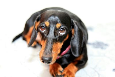 Close-up of a dog