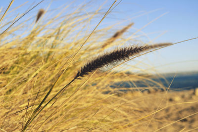Close-up of wheat growing on field against sky