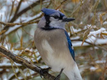 Close-up of bird perching on tree