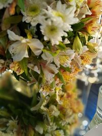 Close-up of flowers on tree