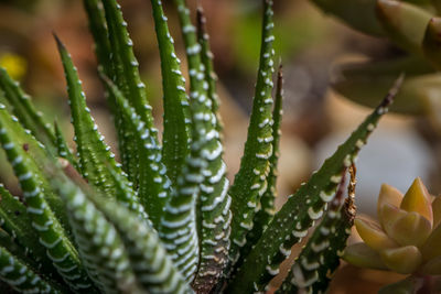 Close-up of cactus